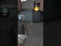 Hello Shorts Shots Funny 1vs1 Sonia