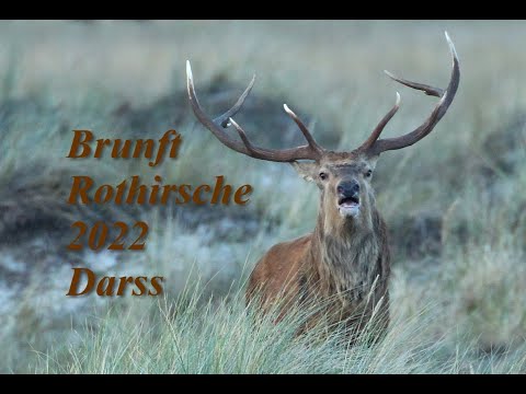 Hirschbrunft 2022, Darß: Die neuen Aufnahmen. Red deer, Rutting season 2022. The new shots!