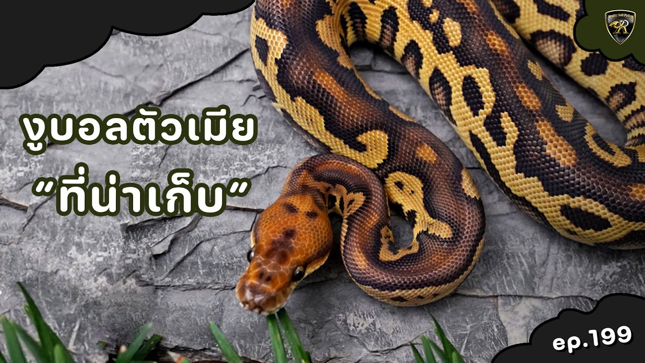 ตัวเมียอะไรบ้างที่น่าเก็บไว้ต่อยอด【 EP.199| 4K 】#realityballpython #ballpython