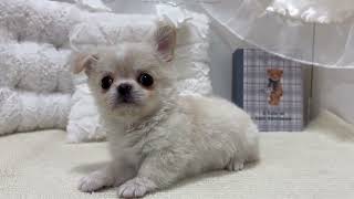 チワワ（ロング）の動画01