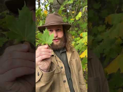 Essbare Wildpflanzen erklärt: Ahorn