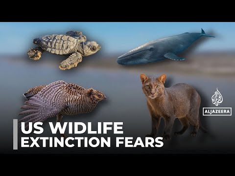 Concerns over US wildlife: Executive order by Trump triggers extinction fears