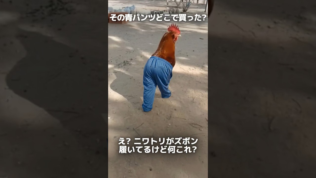 うちのニワトリ兄貴の後ろ姿がめちゃ致命的