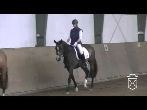 Holsteiner Stute von Quintero - Caletto I - Lido