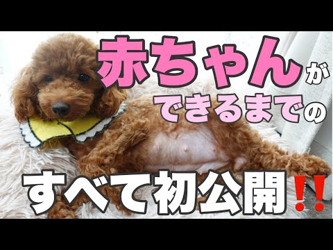 雌犬は発情後何日で繁殖できるのでしょうか?