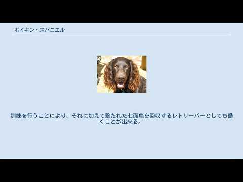 ボイキンスパニエル