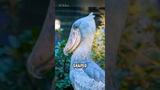 Download lagu Burung ini berbunyi seperti senapan mesin. mp3 Download lagu Burung ini berbunyi seperti senapan mesin. mp3