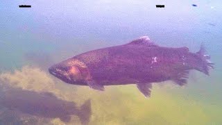 Download Lagu Fly Fishing Flaxy Creek, a Beauty was Landed u0026 Release, NZ Trout 2. Thumbnail