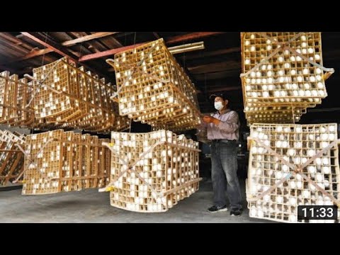 How Japanese Farming Million of SilkWorm for silk - Silk cocoon harvest and process in Factory