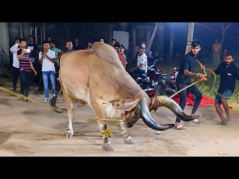Most dangerous Kankrej OX attacked everyone once in Pathan cattle farm | old time @pathancattlefarm 