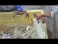 Where To Buy Live Dungeness Crab In San Francisco