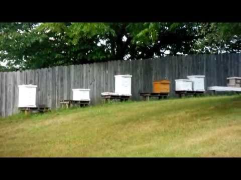 Clearing wet supers.... the easy way. Honey B Guys