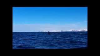 preview picture of video 'Orca whale safari at Andenes, Norway'