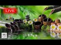 Relaxing Music 24 7 Stress Relief Music Meditation Spa Sleep Zen Calming Music Study Yoga