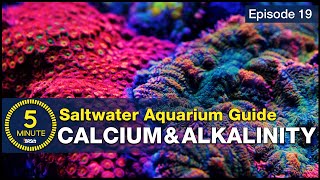 Why Corals Need Calcium & Alkalinity to Grow - BRStv Beginners Guide