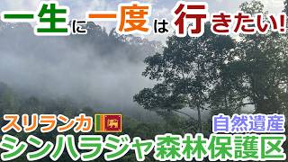 【スリランカ観光】自然遺産シンハラジャ森林保護区 完全解説