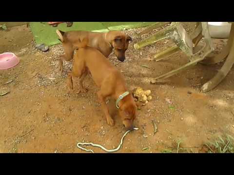 Phuket Dog Resort - NEO, COOKIE and NERO killing a snake