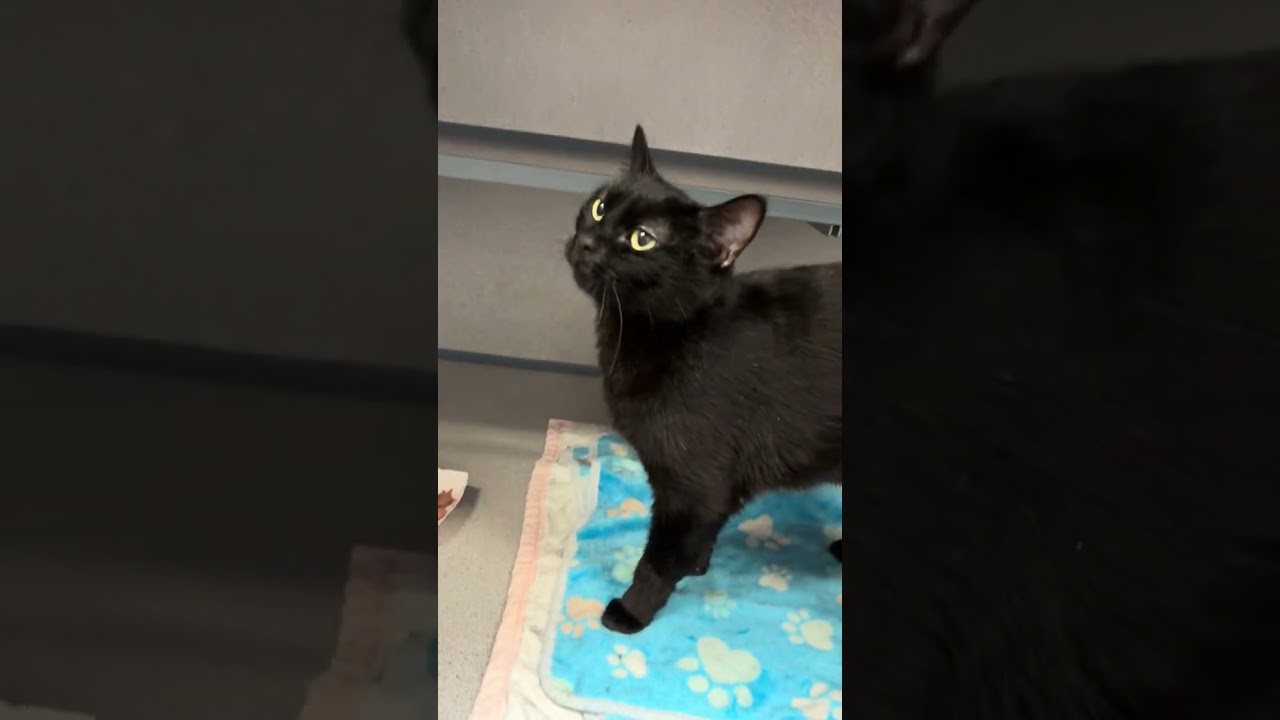 Boba-Affectionate Mini Panther, a ADOPTABLE Domestic Short Hair in Grass Valley, CA video 2/2
