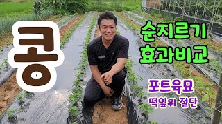 콩 순지르기 포트육묘상 적심효과 비교 ㅡ 청자5호 검정콩