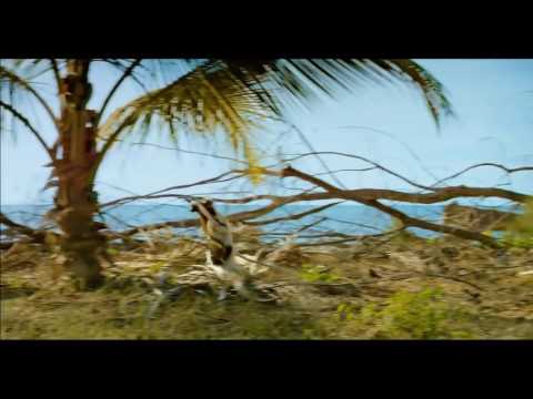 Island of Lemurs  Madagascar    The Lemur Dance  Clip HD