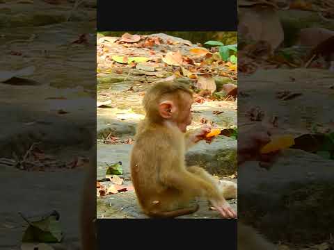 Leo Sit Eat Like Not Sleep Enough #monkey #milkbottle