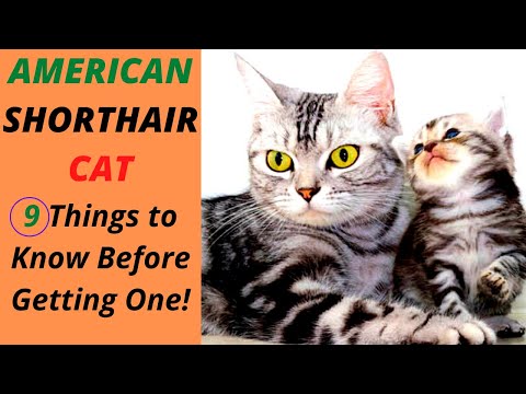 American Shorthair Cat - 9 Things To Know Before Getting One (Including health)!