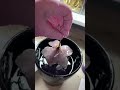 Turn Flowers into Wearable Jewelry Art With Alumilite Amazing UV Resin