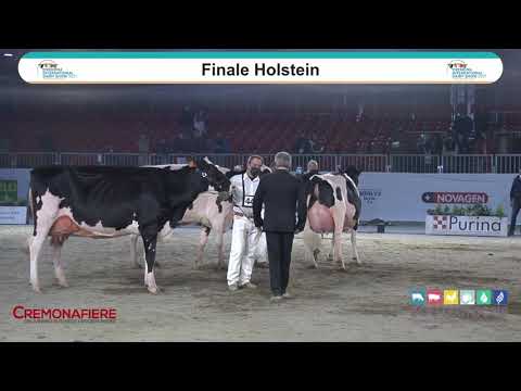 Cremona International Dairy Show 2021 - DAY 2 - Mostra Razza Holstein e Red Holstein
