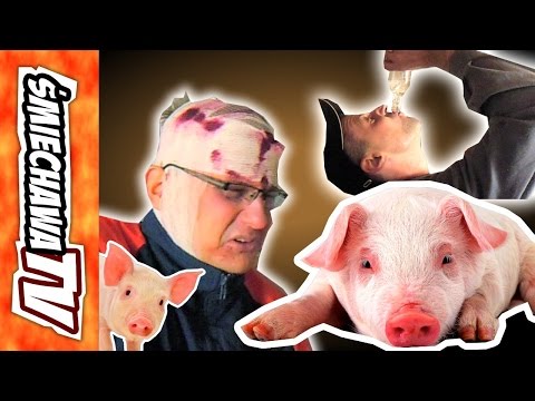Pigs 2 "at Brother-in-law's" - Video Joke
