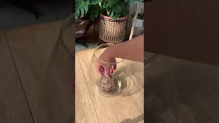 The incredible resurrection plant #houseplants  #plants #amazing #plants  #plantas