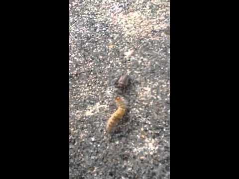 Antlion vs. Silkworm