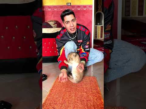 Kind man adopts baby lion