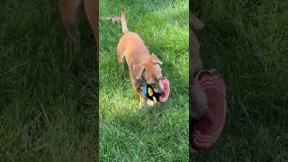 Video preview image #1 Dachshund-Unknown Mix Puppy For Sale in Cookeville, TN, USA