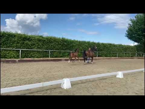 Hengstfohlen vom 04.05.  Santos x Escolar x Friedensritter