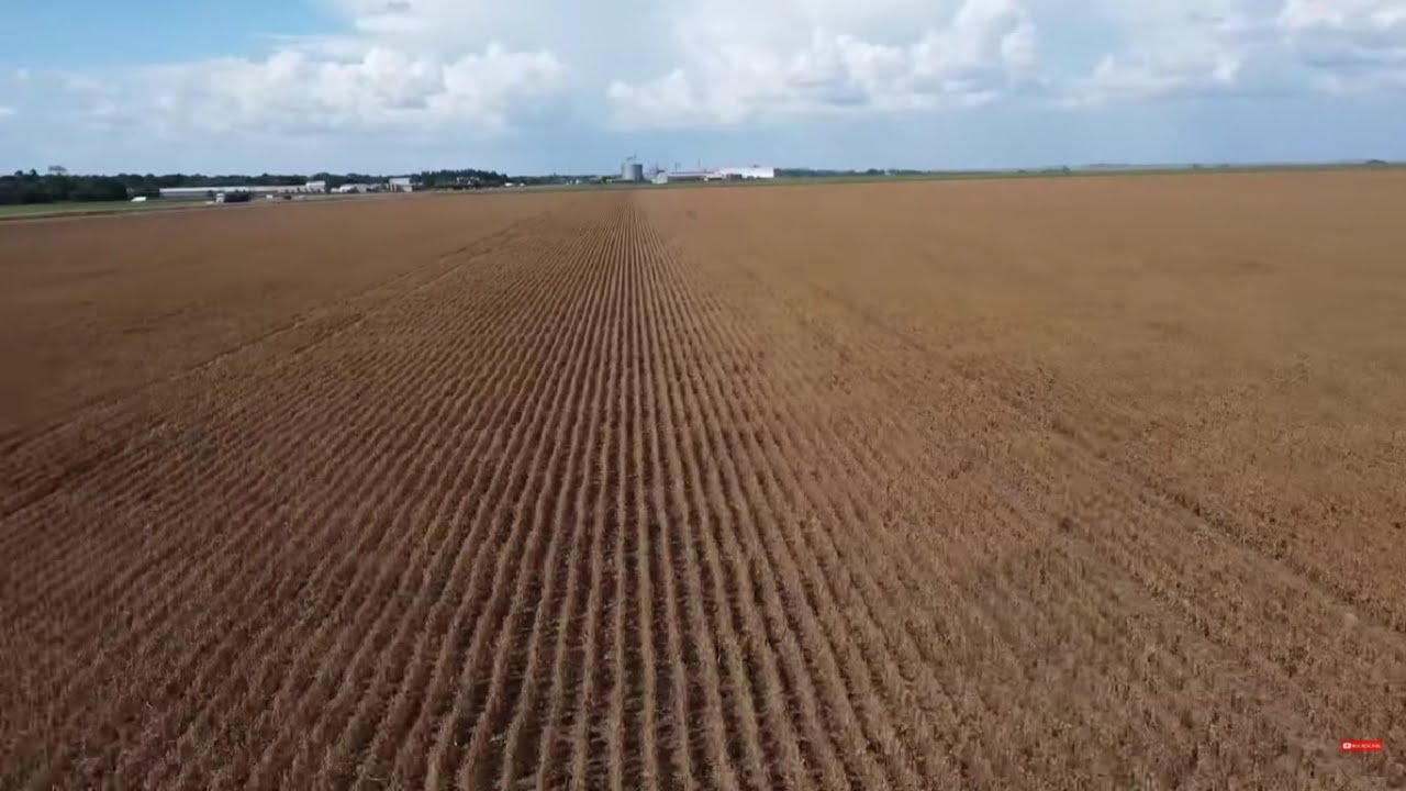 "Vamos reduzir 25% da área plantada de milho", afirma agricultor de Mato Grosso.
