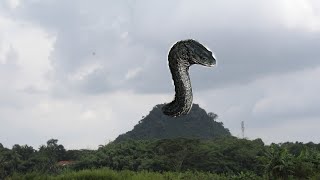 Download lagu Misteri Ular Siluman dan 9 Makam Keramat di Gunung Nyungcung Rumpin mp3 Download lagu Misteri Ular Siluman dan 9 Makam Keramat di Gunung Nyungcung Rumpin mp3