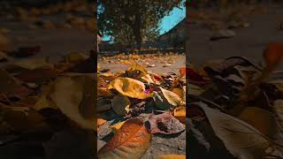 Download lagu vizhigalil vizhigalil 💞vizhunthuvittai  WhatsApp status#shorts song#lovesongs#tamil mp3