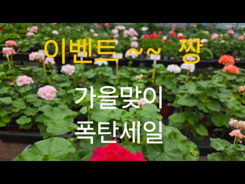 26년9월1일 개별 저렴히 분양합니다