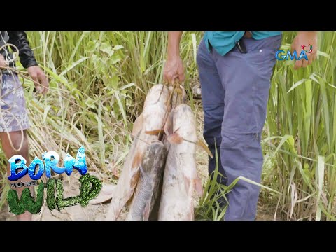 YouTube video about: What is cream dory fish in tagalog?