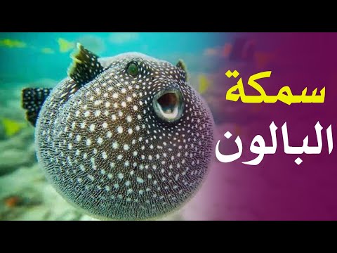 معلومات قد لا تعرفها عن سمكة البالون