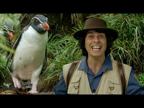 Andy and the Snares Penguin | Safari Adventures