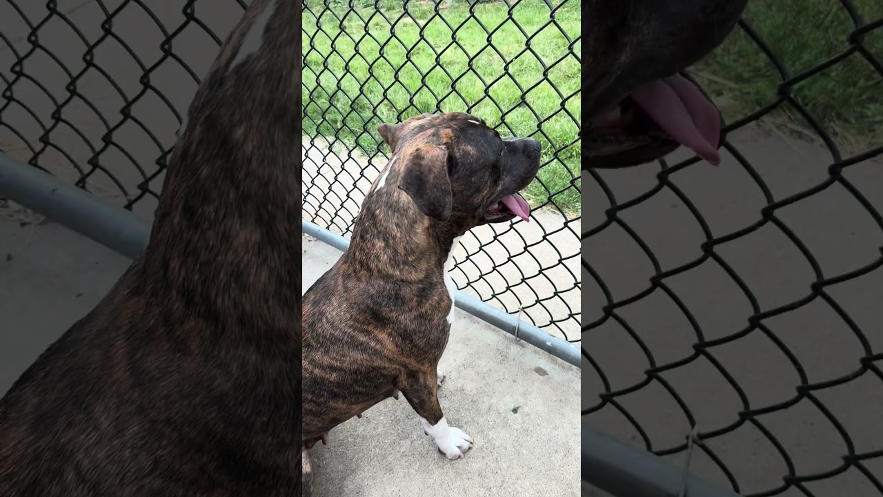 Enlarge Lady Marmalade, a ADOPTABLE Pit Bull Terrier in Chicago, IL video 5/5