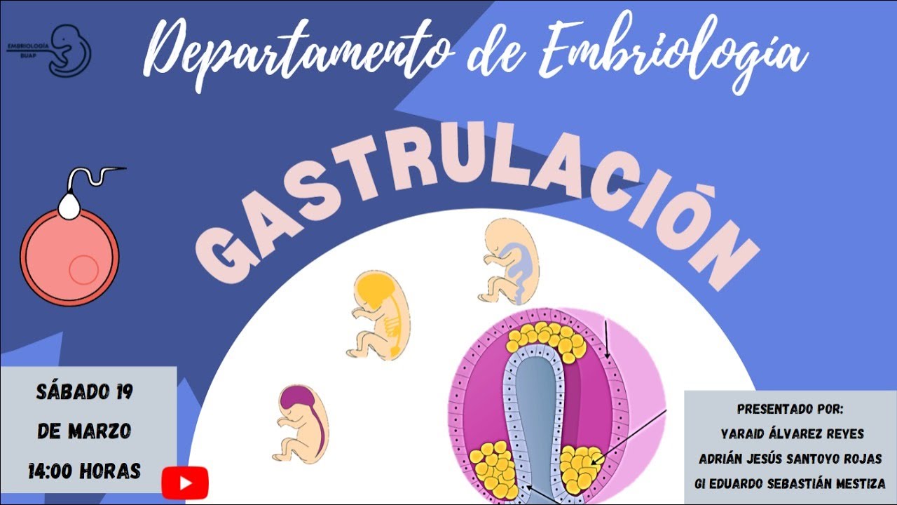ASESORÍA GASTRULACIÓN