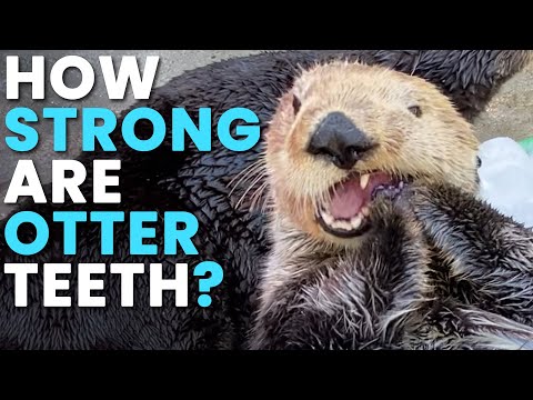 海獺喜歡冰！海洋生物學家解釋了其中的原因 (Sea Otters LOVE Ice! But Why -- A Marine Biologist EXPLAINS)