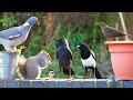 Cat TV for Cats to Watch 😸 Birds & squirrels eat in the evening sun 🕊🐿 Bird Videos for Cats (4K)