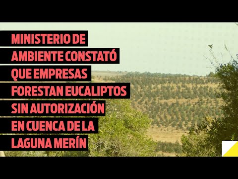 Ambiente constató que empresas forestan eucaliptos sin autorización en cuenca de la laguna Merín