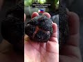 Super Rare Tektite From Isabela Philippines Shorts Gems Crystals Minerals Rock Tektite