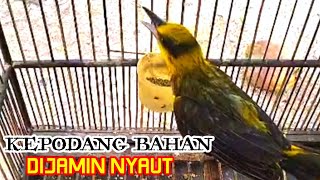 Download lagu PANCINGAN KEPODANG BAHAN SUPAYA CEPAT BUNYI mp3 Download lagu PANCINGAN KEPODANG BAHAN SUPAYA CEPAT BUNYI mp3