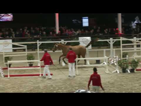 LINCOLN TF (EIFFEL DE HUS x CLINTON)