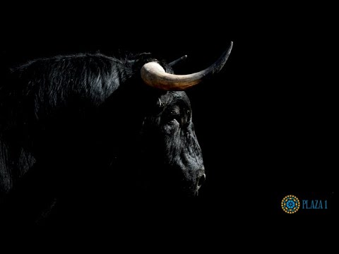 SORTEO | Novillada 12 junio